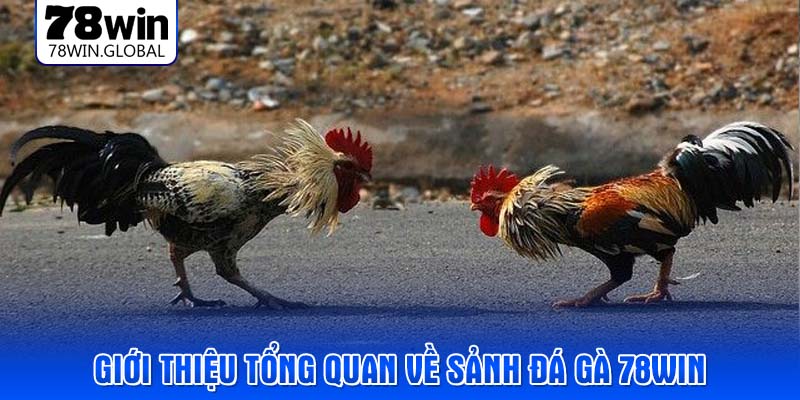 Giới thiệu tổng quan về sảnh đá gà 78WIN