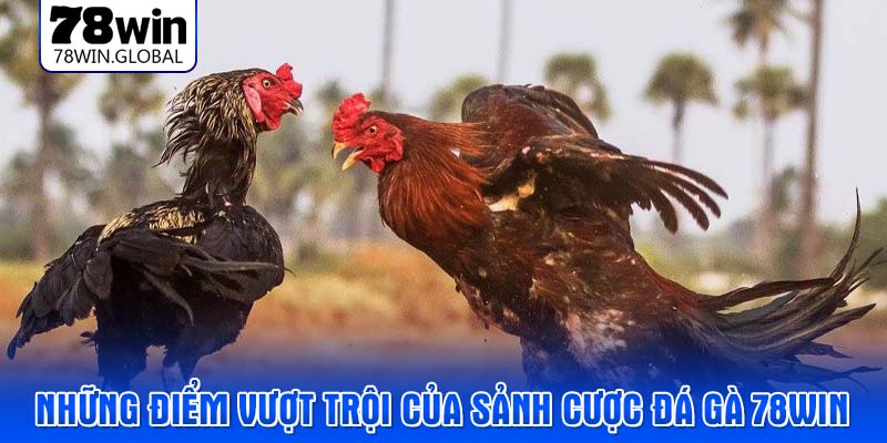 Những điểm vượt trội của sảnh cược đá gà 78WIN